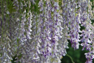Wisteria floribunda - visterie květnantá - květenství
